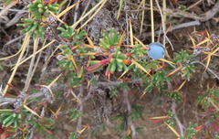 Berberis empetrifolia