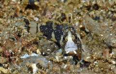 Acanthosphex leurynnis