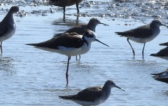 Himantopus mexicanus melanurus