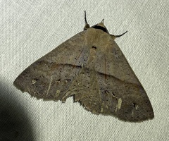 Ophyx eurrhoa