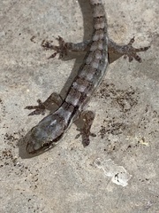 Aristelliger expectatus