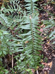 Acrostichum danaeifolium