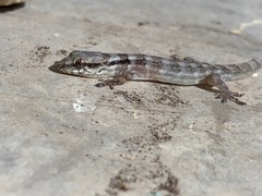 Aristelliger expectatus