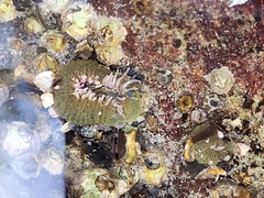 Anthopleura elegantissima