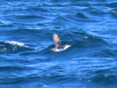 Synthliboramphus scrippsi