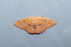Cyclophora puppillaria