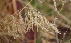 Poa anceps