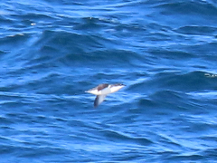 Synthliboramphus scrippsi