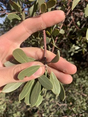 Arctostaphylos pungens