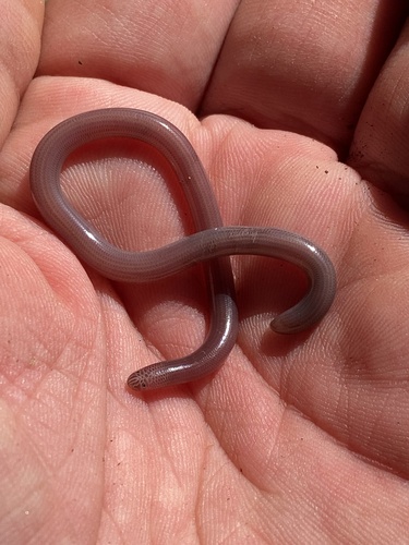 Photo of a Island Worm Snake (Typhlops sulcatus)