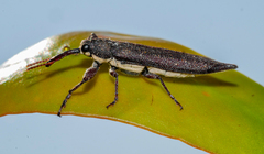 Belidae