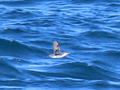 Synthliboramphus scrippsi