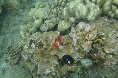 Heterocentrotus mamillatus