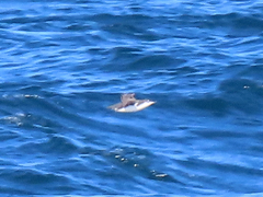 Synthliboramphus scrippsi