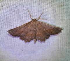 Euchlaena johnsonaria