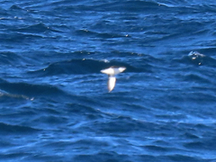 Synthliboramphus scrippsi