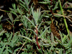 Suaeda novae-zelandiae