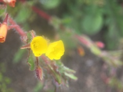 Camissoniopsis hirtella