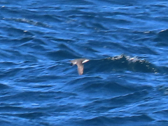 Synthliboramphus scrippsi