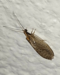 Hemerobiidae