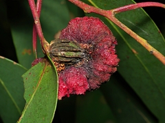 Apiomorpha thorntoni