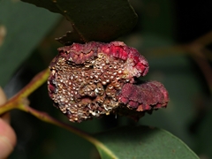 Apiomorpha thorntoni