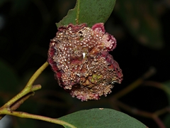 Apiomorpha thorntoni