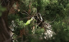 Myiopsitta monachus