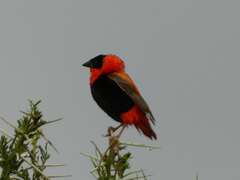 Euplectes franciscanus