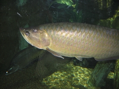 Dawson River Salmon photo 4