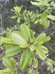 Sideroxylon lanuginosum