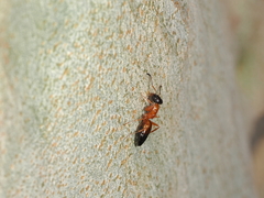 Opisthopsis rufithorax