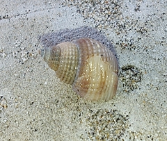 Nassarius fossatus