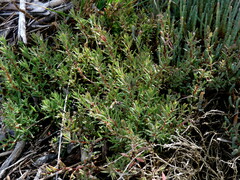 Suaeda novae-zelandiae