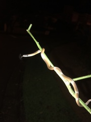 Tantilla melanocephala