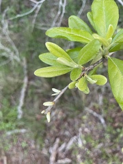 Sideroxylon lanuginosum