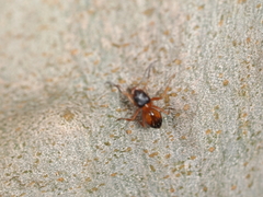 Opisthopsis rufithorax