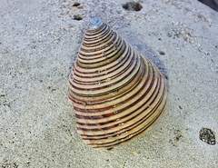 Calliostoma canaliculatum