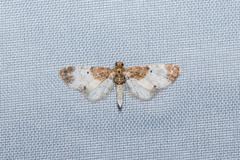 Eupithecia breviculata