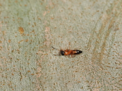 Opisthopsis rufithorax