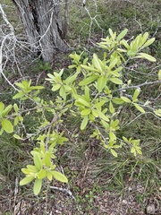 Sideroxylon lanuginosum