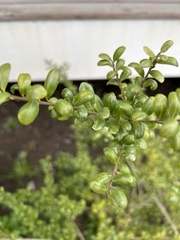 Buxus sempervirens