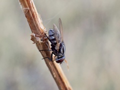 Musca vetustissima