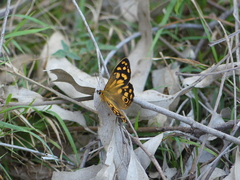 Heteronympha paradelpha