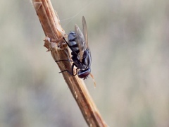 Musca vetustissima