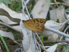 Heteronympha paradelpha