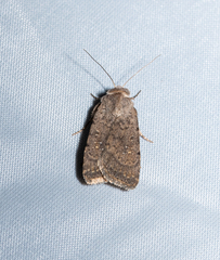 Caradrina flavirena