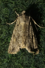 Lithophane ornitopus