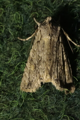 Lithophane ornitopus