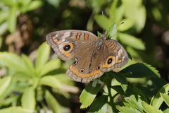 Junonia neildi